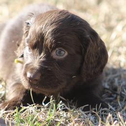 Boykin Spaniel Puppies from Palmetto Boykin Spaniels