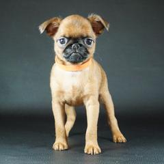 Orange collar girl - Red female Brussels Griffon puppy in Florida from Robin’s Griffons