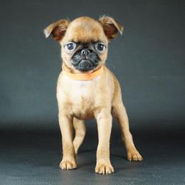 Orange collar girl - Red female Brussels Griffon puppy in Florida from Robin’s Griffons