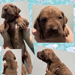 Hershey - Chocolate brindle female Great Dane puppy in Wellsville, New York from Prophecy Danes