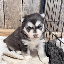 Bandit - Black and white male Siberian Husky puppy in Guffey, Colorado from Sunset Ridge