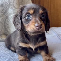 Mae - Chocolate and tan female Dachshund puppy in Aiken, South Carolina from State Eight Dachshunds