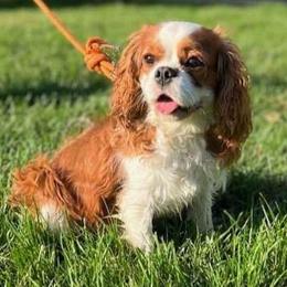 Bosco - Cavalier King Charles Spaniel