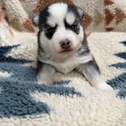 Holly - Black and white female Pomsky puppy in Auburn, Washington from Periwinkle Pomskies