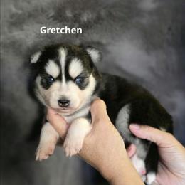Gretchen - Black and white female Pomsky puppy in Fredericksburg, Virginia from Purely Pomskies
