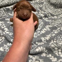 Ginger - Red female Cavapoo puppy in Redding, California from Lipscomb Doodles