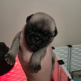 Zoe - Fawn female Pug puppy in Olin, North Carolina from Piggy Pugs