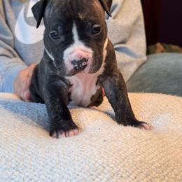 Emmit - Black brindle male American Staffordshire Terrier puppy in Cloverdale, Indiana from Woodshire American Staffordshire Terrier’s