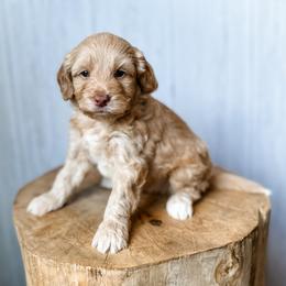 Walter - Apricot male Aussiedoodle puppy in Arlington, Washington from Doodle Love Laugh