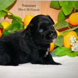 Summer - Black & white female Australian Shepherd puppy in Ranger, Texas from Outback Mini Aussies