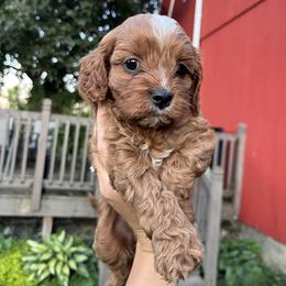 Cavapoo Puppies from Campbell Cavapoos