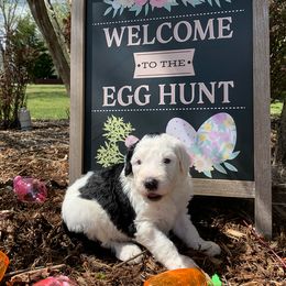 Sheepadoodle Puppies from Narrow Path Puppies