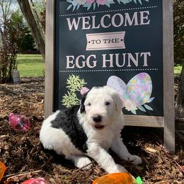 Sheepadoodle Puppies from Narrow Path Puppies
