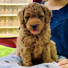 Goldendoodle Puppies from Fort Worth Goldendoodles