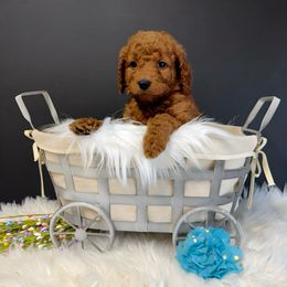 Maple - Red  Goldendoodle puppy in La Belle, Missouri from I Dream of Doodles