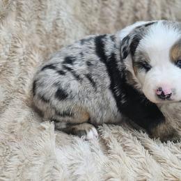 Lo'ak - Blue merle male Miniature Australian Shepherd puppy in Orrtanna, Pennsylvania from Mountain Top Shepherd's