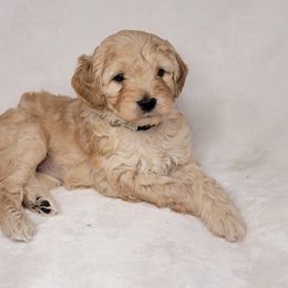 Goldendoodle Puppies from Lake Village Doodles