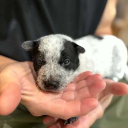 Lily - Blue speckled female Australian Cattle Dog puppy in Monterey, Tennessee from Quarter Acre Farms