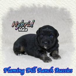 Hybrid - Black tri male Miniature Australian Shepherd puppy in Forestburg, Texas from Flaming Dill Ranch Aussies