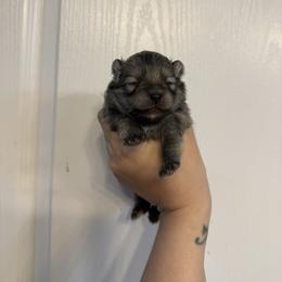 Nova - Orange sable female Pomeranian puppy in Lillington, North Carolina from Dignified Poms