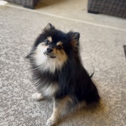 Gucci - Pomeranian