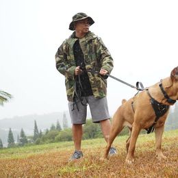 Cane Corso All Grown Up from Diamond Cut Kennels, Hawaii