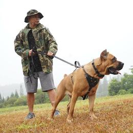 Cane Corso All Grown Up from Diamond Cut Kennels, Hawaii