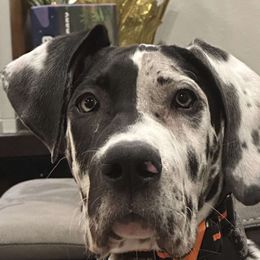 Great Dane Puppies from Phoenix Family Danes