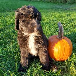 Peaches - Black female Sheepadoodle puppy in Bellevue, Iowa from Fluffy Wonders Poms and Doodles