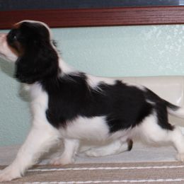 Sancho - Tri-color male Cavalier King Charles Spaniel puppy in Leonard, Texas from Rising Star Kennels