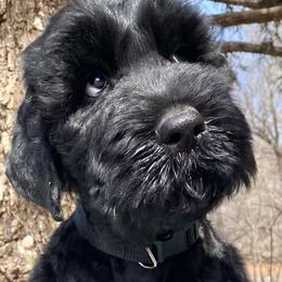 Boy 3 - Black male Black Russian Terrier puppy in Oklahoma from Ter’Avalon Kennel