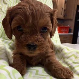 Girl 4 - female Cavapoo puppy in Lavon, Texas from Magnolia Prairie Doodles