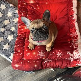 Pink collar - Fawn female French Bulldog puppy in Berea, Kentucky from Bully Life Farms