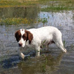 English Springer Spaniels from Ridgeline Springer Spaniels