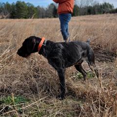 German Wirehaired Pointer Puppies from Fleetwood German Wirehaired Pointers