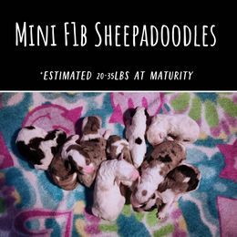 Old English Sheepdog and Sheepadoodle Puppies from Country Roads Sheepdogs & Doodles