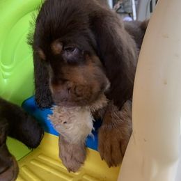 Basset Fauve de Bretagne and Otterhound Puppies from Briarroot Kennel