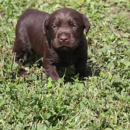 Labrador Retriever Puppies from Palm Beach Labradors