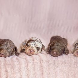 Aussiedoodle puppies from Dani's Dandy Doodles