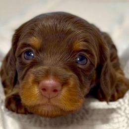 Frankie - Chocolate and tan male Dachshund puppy in Sutherland, Virginia from Sutherland Estates Dachshunds