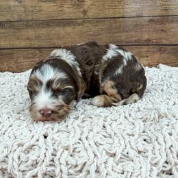 Venti - Merle female Cockapoo puppy in Beresford, South Dakota from DAKOTA DOOD RANCH