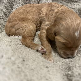 Girl 2 - Parti female Goldendoodle puppy in Antigo, Wisconsin from Cedar River Kennel