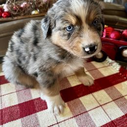 Prancer - Blue merle female Australian Shepherd puppy in Kaufman, Texas from Martin's Star Ranch Aussies