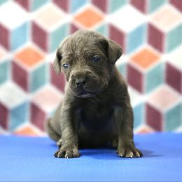 Red Collar - Gray male Cane Corso puppy in Lusby, Maryland from Coastal View Kennels
