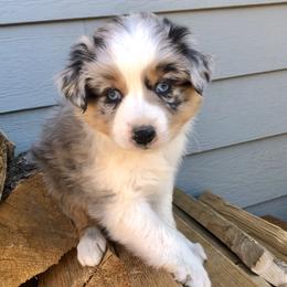 Miniature Australian Shepherds from Yampa Valley Aussies
