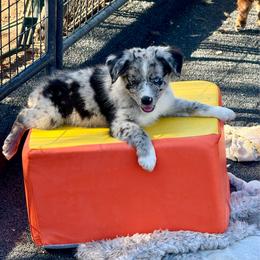 Blue male - Blue merle male Miniature Australian Shepherd puppy in Lemon Cove, California from Magic Ranch Mini Aussies