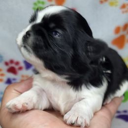 Shih Tzus from Guinn Land Shih Tzus