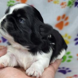 Shih Tzus from Guinn Land Shih Tzus