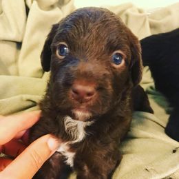 Aussiedoodle Puppies from Aussiedoodles of Oregon