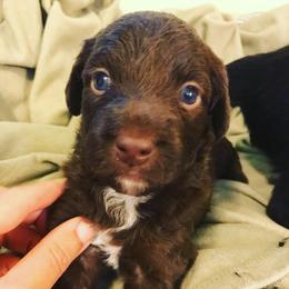 Aussiedoodle Puppies from Aussiedoodles of Oregon